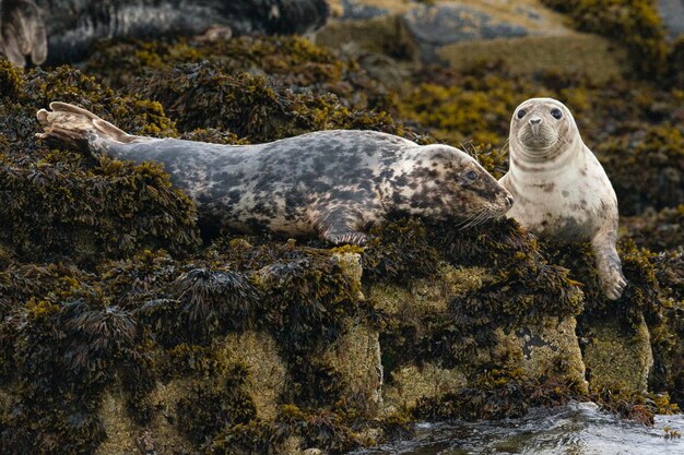 Phoque gris Halichoerus grypus Iles Farne Angleterre