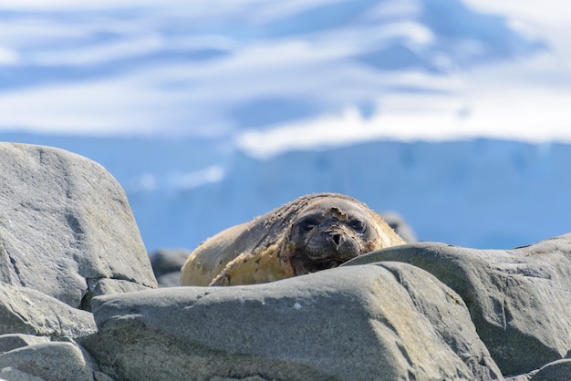 Phoque léopard sur la plage en Antarctique