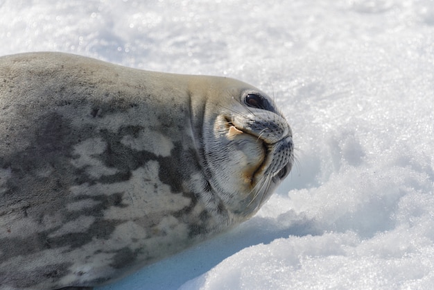 Photo phoque léopard sur la plage avec de la neige en antarctique