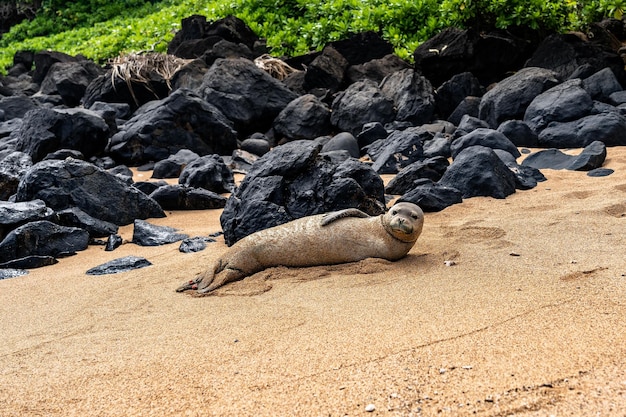 Le phoque moine hawaïen juvénile (Neomonachus schauinslandi), Kauai, Hawaii