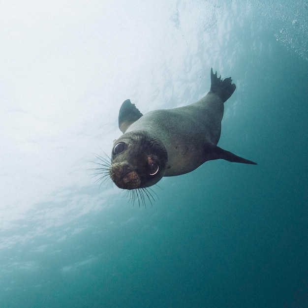 Le phoque nageant sous la mer
