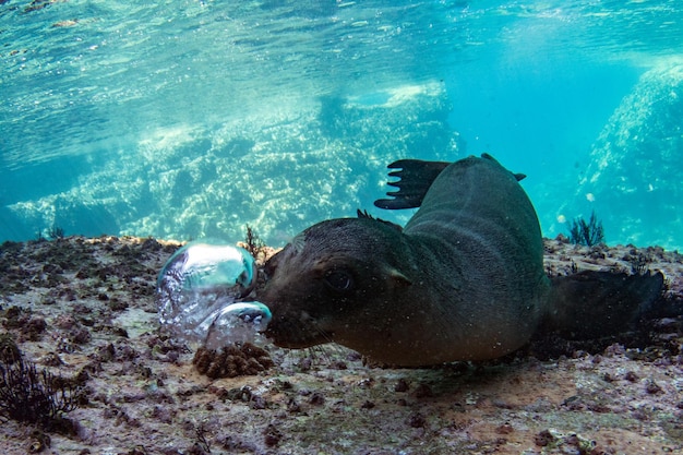 Phoque d'otarie sous l'eau lors d'une plongée aux galapagos