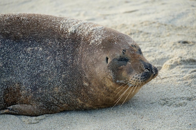 Un phoque sur la plage a un nez noir et un nez noir.