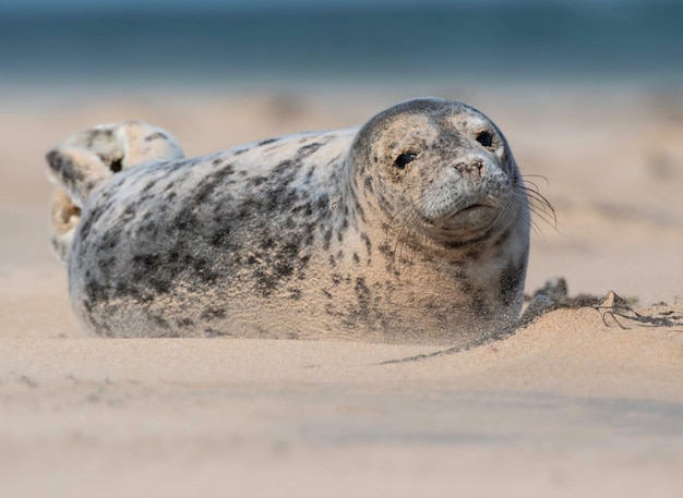 Photo un phoque sur une plage avec l'océan en arrière-plan