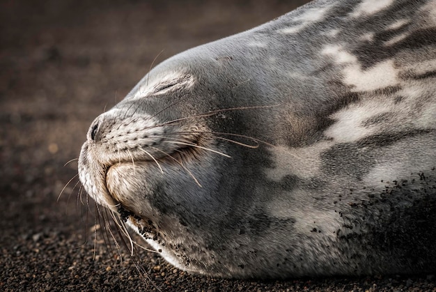 Phoque de Weddell reposant sur une plage de l'AntarctiquePéninsule Antarctique