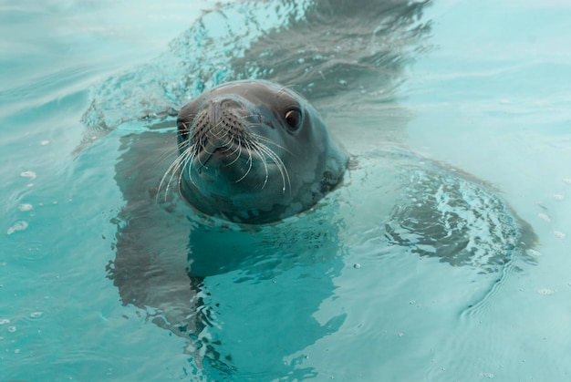 Les phoques crabiers dans l'eau