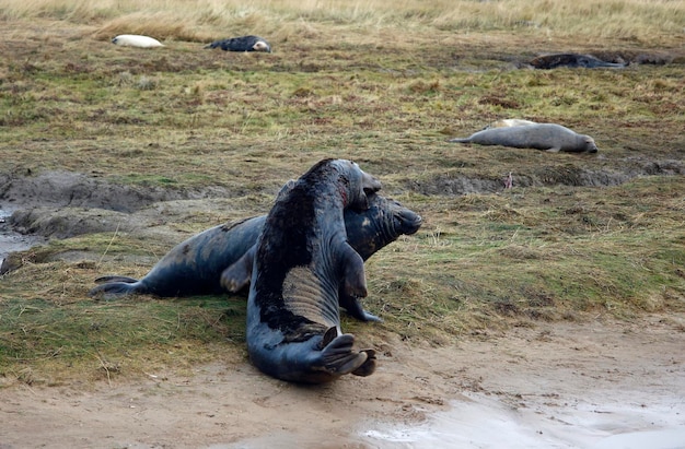 Phoques gris sur la plage pendant la saison de reproduction