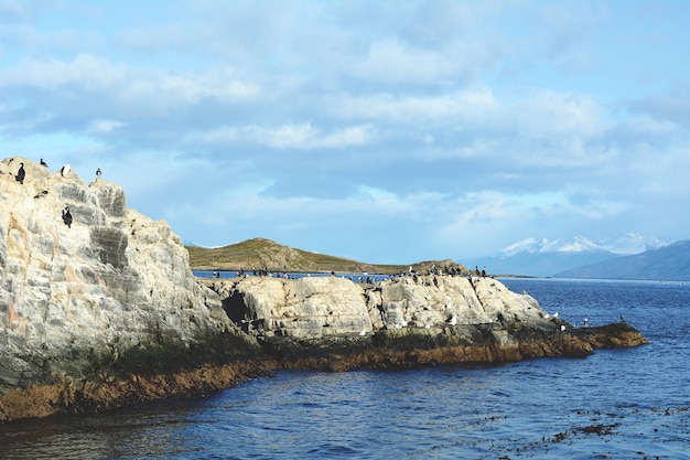 Les Phoques Et Les Lions De Mer Dans Le Canal Beagle.