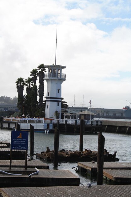 Les phoques de mer sont allongés sur le quai 39 à San Francisco par temps ensoleillé aux États-Unis.
