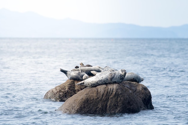 Des phoques sur des rochers en mer contre le ciel
