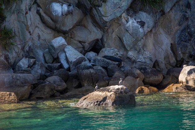 Photo des phoques se reposent sur les rives rocheuses du parc national abel tasman de bark bay, en nouvelle-zélande