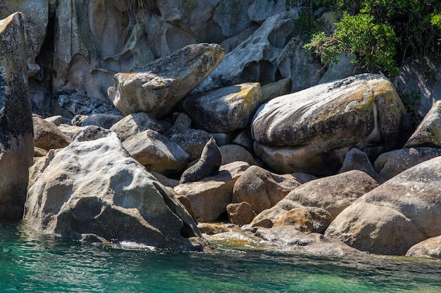 Photo des phoques se reposent sur les rives rocheuses du parc national abel tasman de bark bay, en nouvelle-zélande