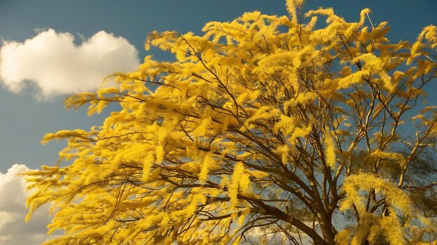 Une photo de l'acacia jaune