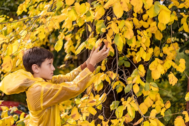 Photo d'un adolescent dans un imperméable jaune parmi les feuilles d'automne, marchant dans un parc, cueillant des feuilles