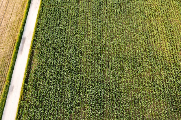 Photo aérienne d'un champ de maïs avec de jeunes et de petits plants de maïs