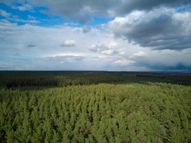 Photo aérienne de la forêt de pins