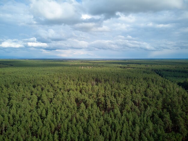 Photo aérienne de la forêt de pins