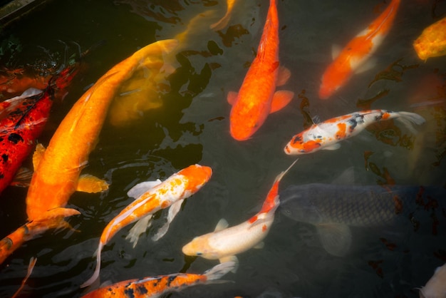 Photo aérienne de poissons koi colorés réunis dans l'eau