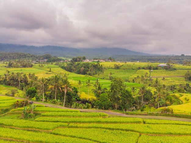 Photo aérienne vue de dessus depuis un drone volant de rizières vertes dans la campagne Terre avec des plantes cultivées de paddy Bali Indonésie