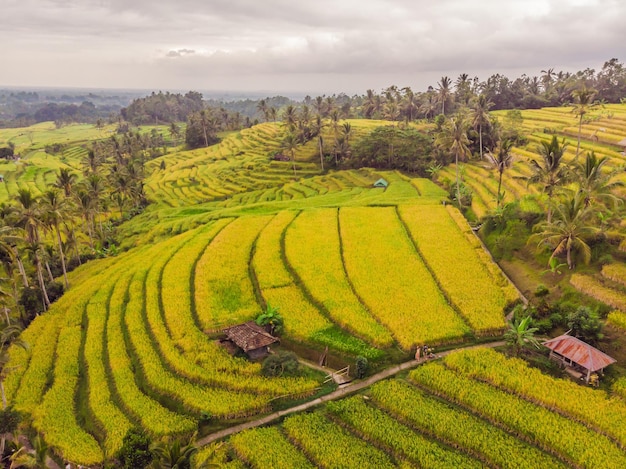 Photo aérienne vue de dessus depuis un drone volant de rizières vertes dans la campagne Terre avec des plantes cultivées de paddy Bali Indonésie