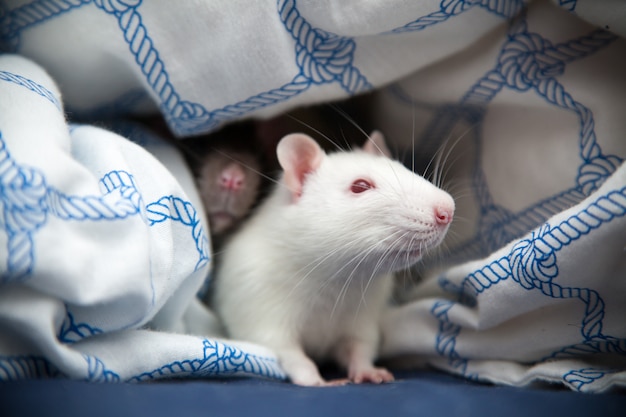 Photo agrandi de deux rats de compagnie