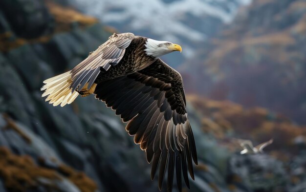 Une photo d'un aigle en plein vol avec grâce.