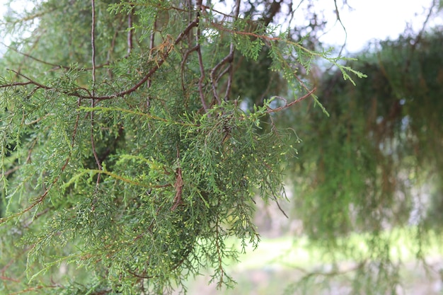 Photo d'aiguilles de pin (Juniperus rigida) prises sous l'arbre. Peut être utilisé comme fond d'écran