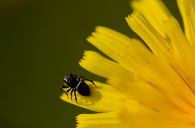 Une photo avec une araignée dans une fleur jaune en été