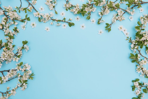 Photo d'arbre de fleur de cerisier blanc au printemps sur une surface bleue