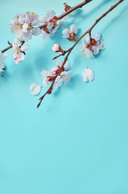 photo d'arbre de fleurs de cerisier blanc de printemps sur fond de bois bleu pastel