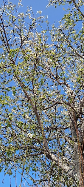 Photo d'arbre sous le thème du printemps bleu ciel ouvert
