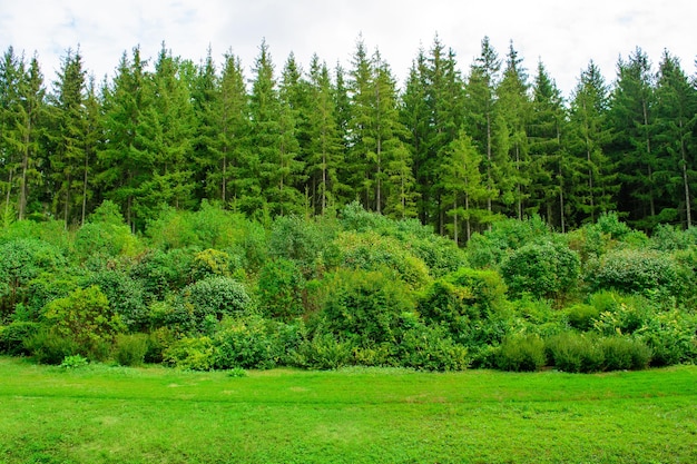 Photo d'arbre vert dans un parc en été