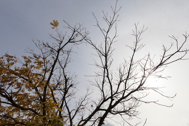 Photo d'arbres à l'automne à l'automne