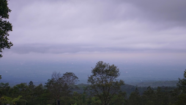 photo d'arbres brumeux dans les montagnes