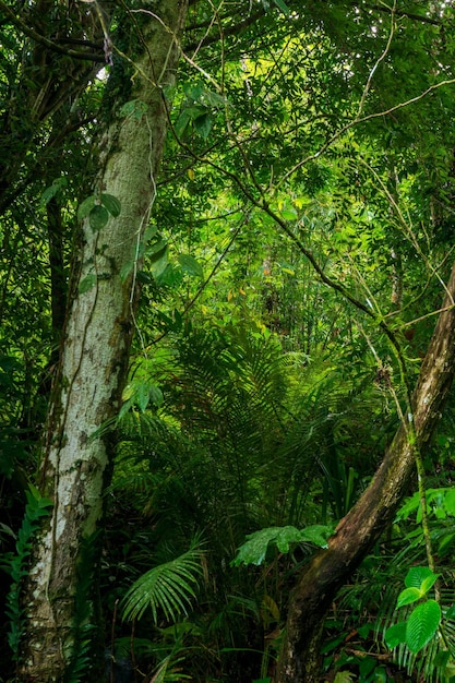 Photo photo d'arbres rares dans les forêts tropicales d'indonésie
