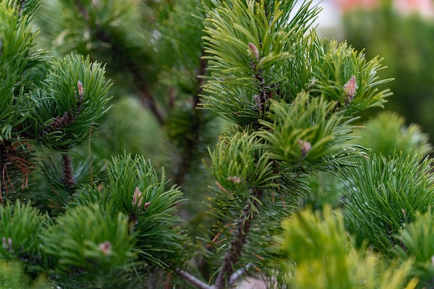 Photo de l'arrière-plan des branches d'épinette