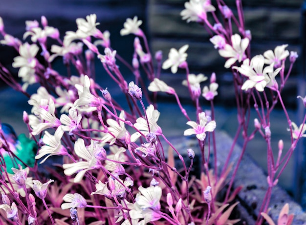 Photo d'art, petites fleurs blanches teintées de bleu