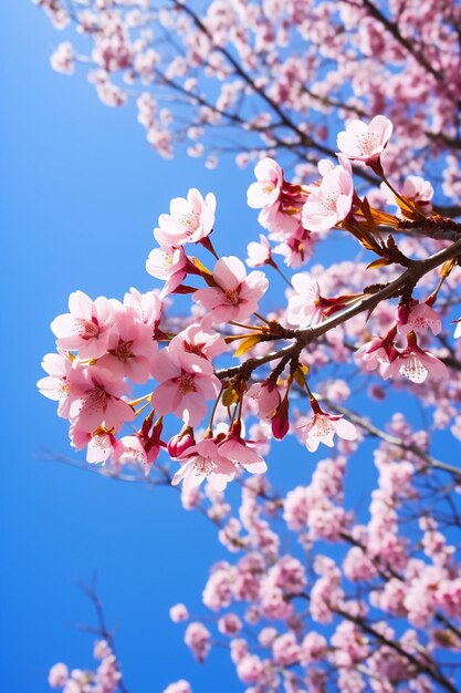 Une photo artistique de fleurs de cerisier sous un angle bas avec un ciel bleu clair en arrière-plan