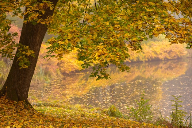 Photo d'automne. La nature. Arbre d'automne avec des feuilles tombées et un lac.