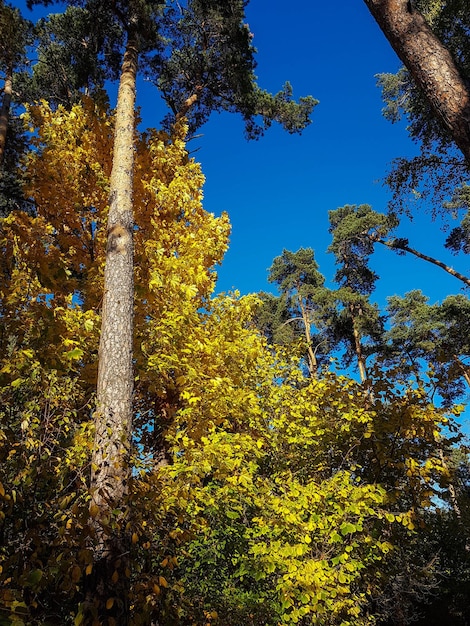 Photo d'en bas arbre et ciel d'automne