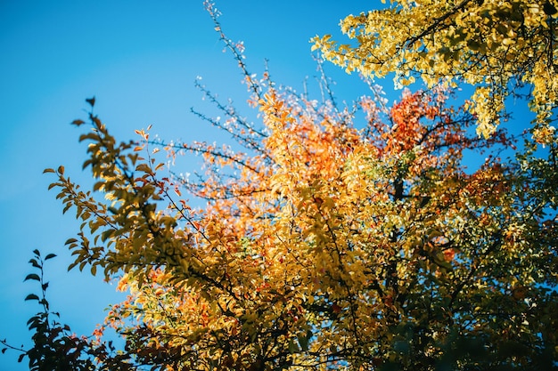 Photo d'en bas arbre et ciel d'automne