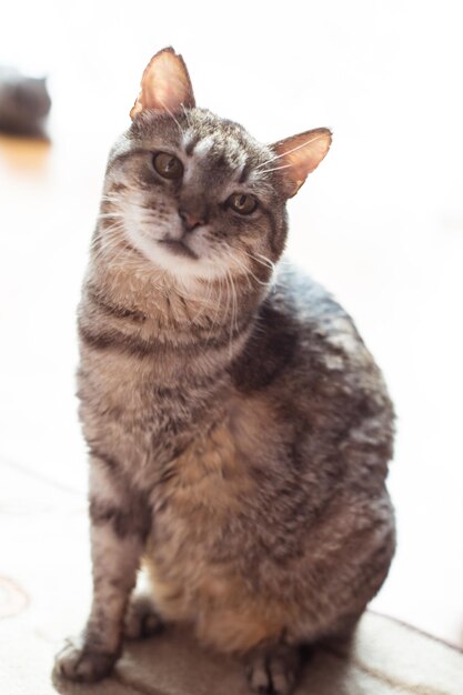 Photo d'un beau chat adulte allongé sur le sol Chat du refuge