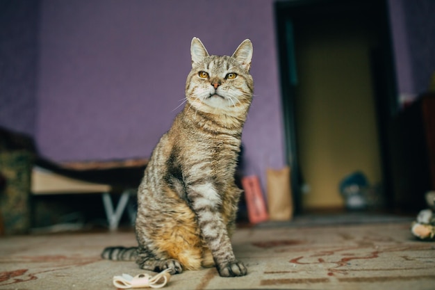 Photo d'un beau chat gris dans une pièce avec des rayons de soleil