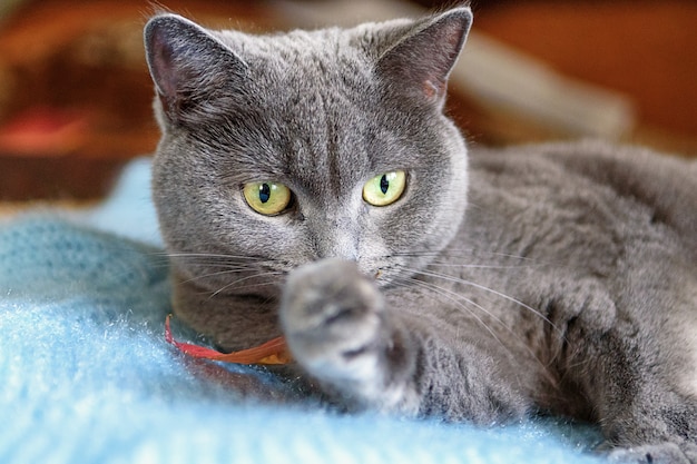 Une photo d'un beau chat gris Scottish Shorthair aux yeux jaune-vert jouant sur le canapé.