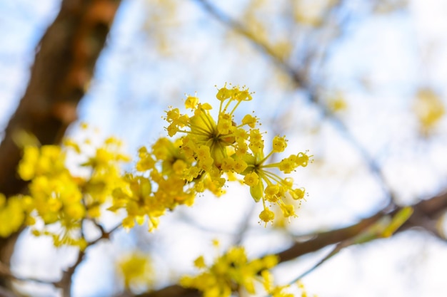 Photo de beau cornouiller de brindilles jaunes en fleurs dans le jardin au printemps