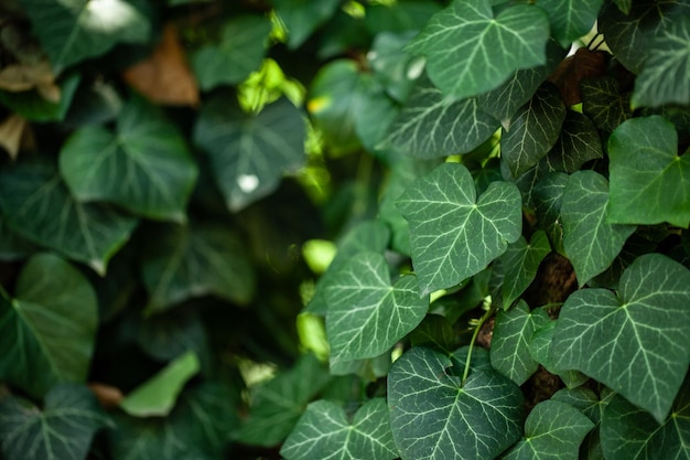 Photo de beau lierre vert dans la rue lors d'une promenade estivale