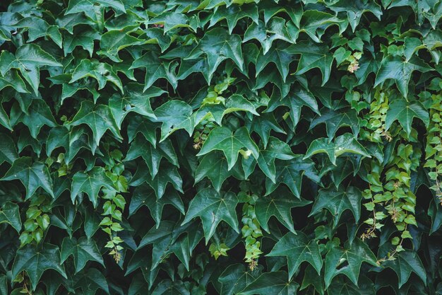 Photo de beau lierre vert dans la rue lors d'une promenade estivale