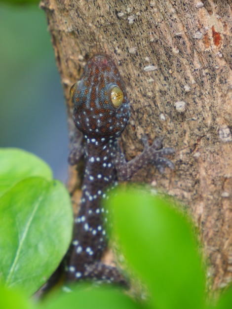 Photo d'un bébé gecko perché sur un arbre