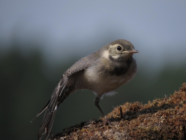 Une photo d'un bel oiseau à l'extérieur par temps calme