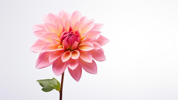 Photo photo d'une belle fleur de dahlia isolée sur un fond blanc